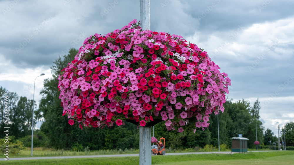 Lamppost with colorful flowers in park . Pink petunia flowers on street lamppost. Kiev. Lamppost with colorful flowers in park . Pink petunia flowers on street lamppost. Kiev.
