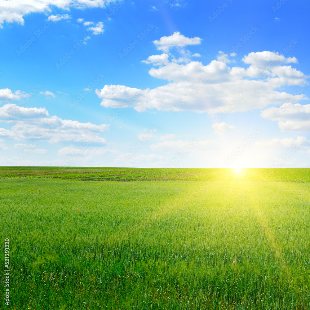 A green wheat field and a bright sunrise. A green wheat field and a bright sunrise.