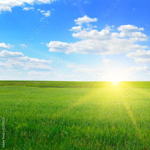 A green wheat field and a bright sunrise.