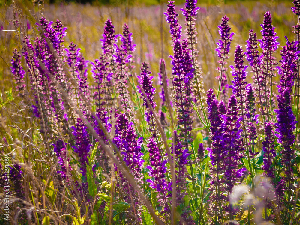 Wildflowers in the grass at sunset. Bright purple lavender flowers bloom in summer. Nature of Europe. 