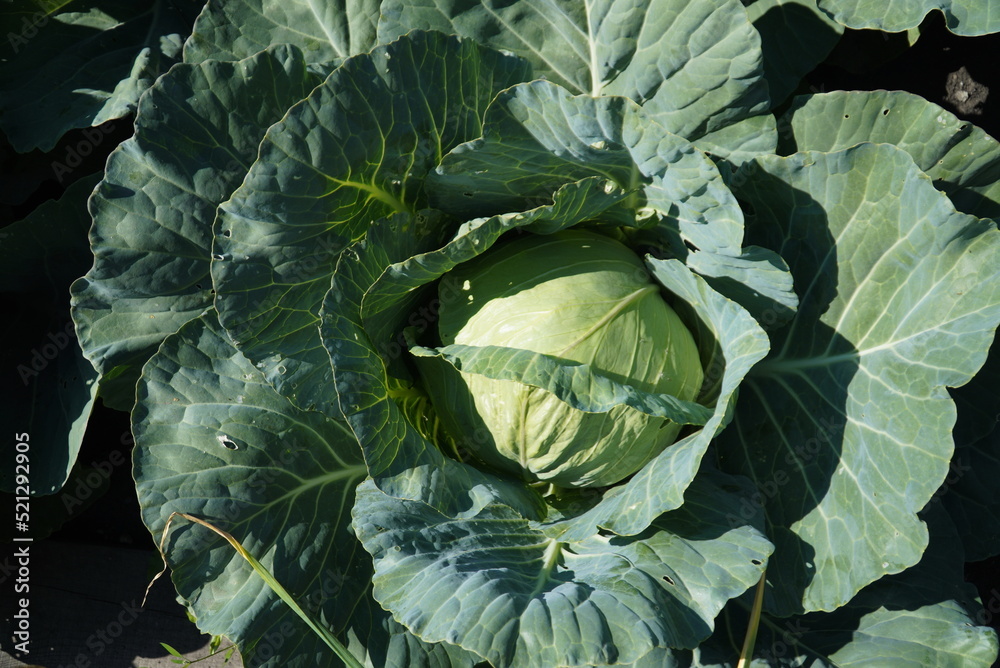 Obraz premium Cabbage plantation in the garden, on a sunny day.