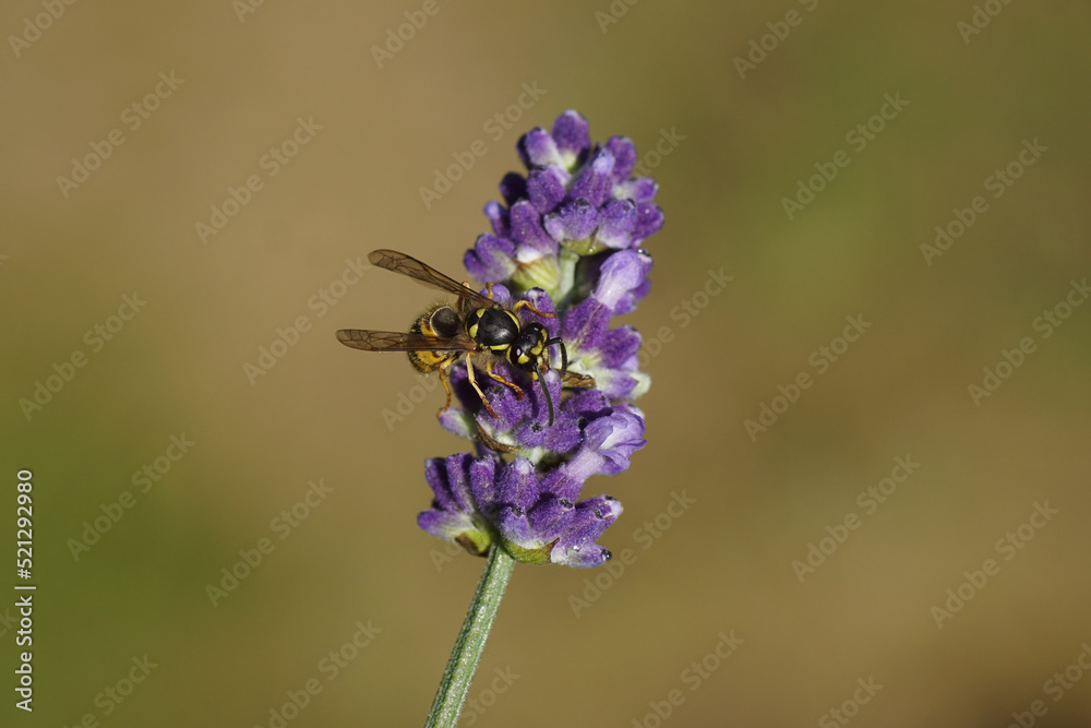 Foto de Common wasp (Vespula vulgaris) of the family Vespidae). On