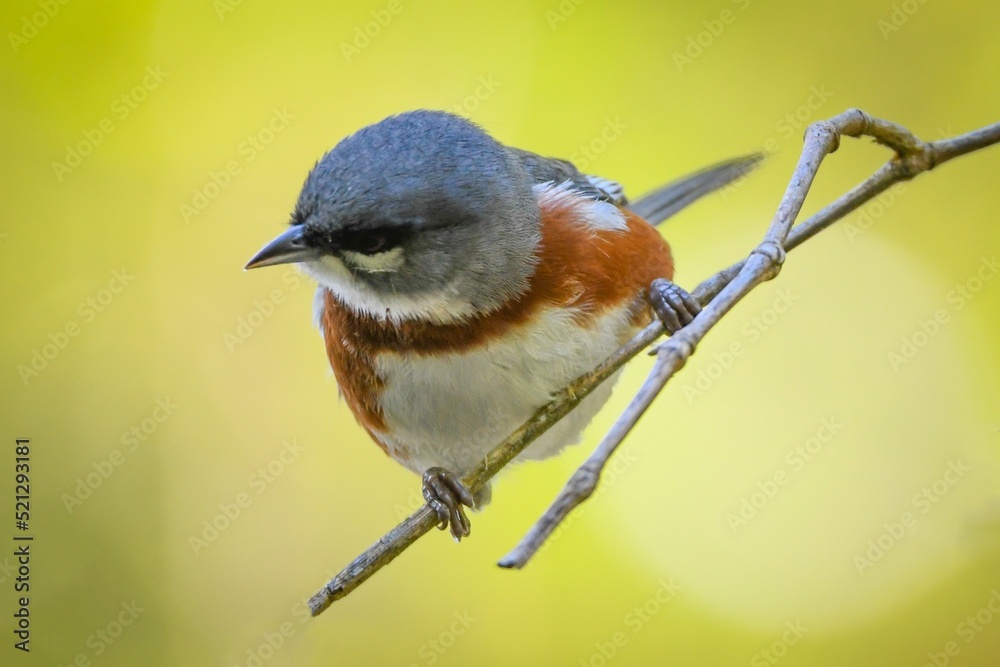 Bay-chested Warbling-Finch (Castanozoster thoracicus)