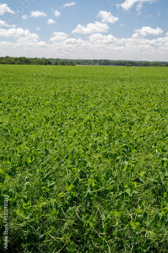 Argiculture in Pays de Caux, fields with green peas plants, Normandy, France