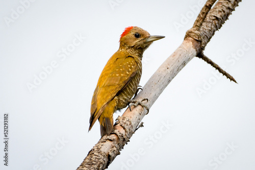 Little Woodpecker (Veniliornis passerinus) photo