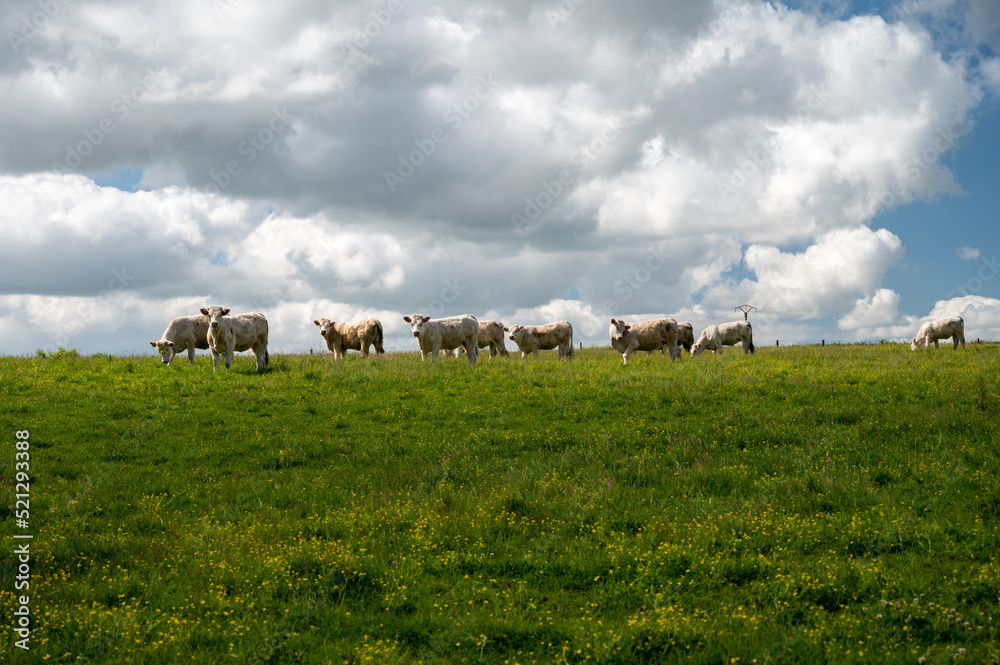 Herd of cows resting on green grass pasture, milk and cheese production in Normandy, France Herd of cows resting on green grass pasture, milk and cheese production in Normandy, France