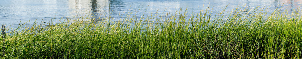 Green grass near eiver in panorama