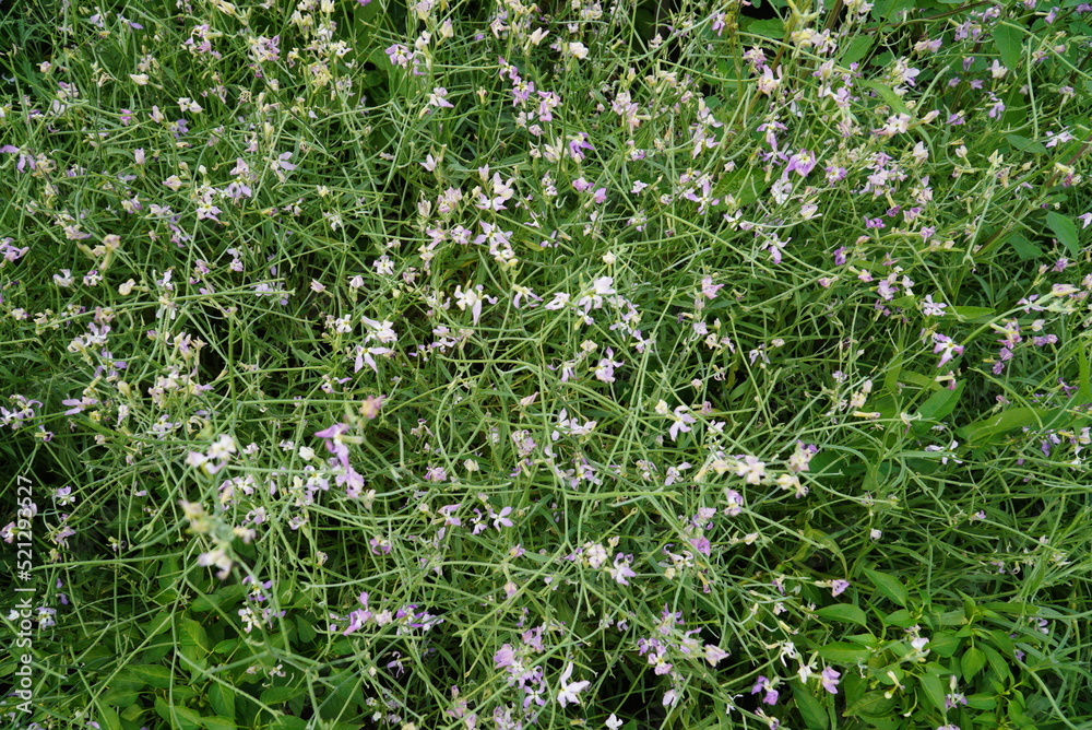 Night Scented Stock, Matthiola longipetala fragrant flower Night Scented Stock, Matthiola longipetala fragrant flower