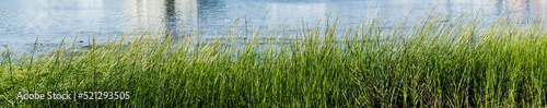 Green grass near eiver in panorama