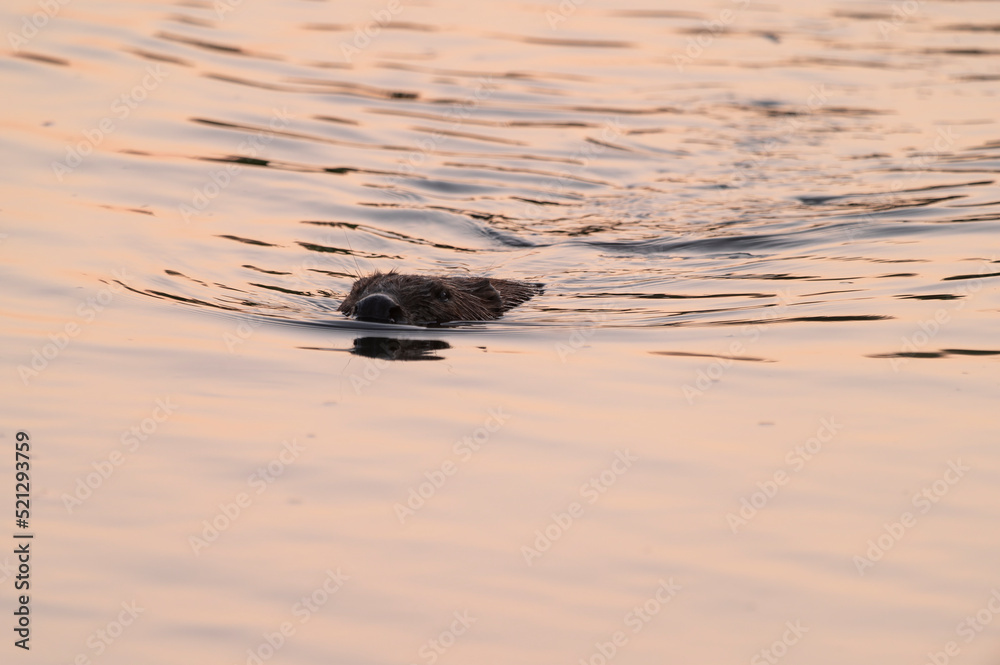 Beaver with his activities on the Mures River in Romania Beaver with his activities on the Mures River in Romania
