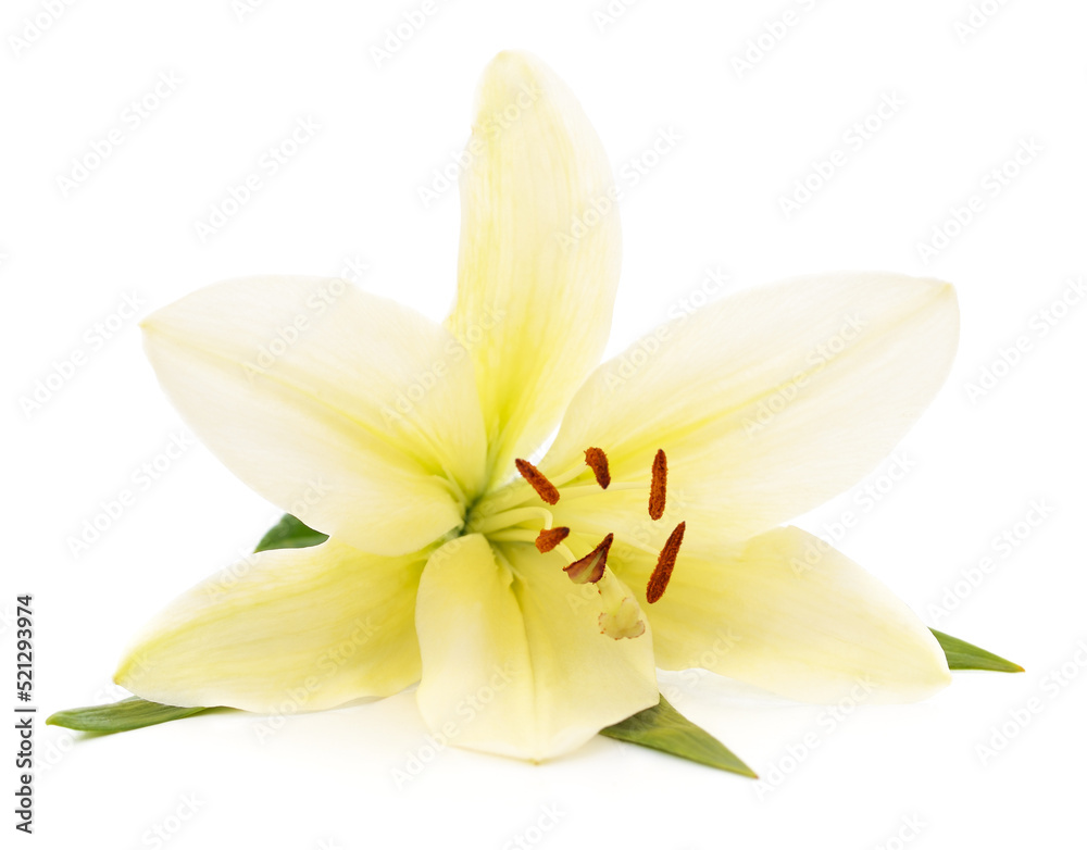 White lily with leaves. White lily with leaves.