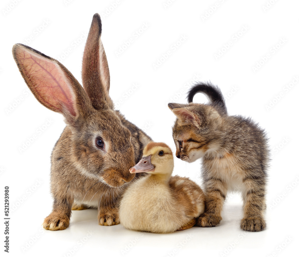 Rabbit, kitten and duckling. Rabbit, kitten and duckling.