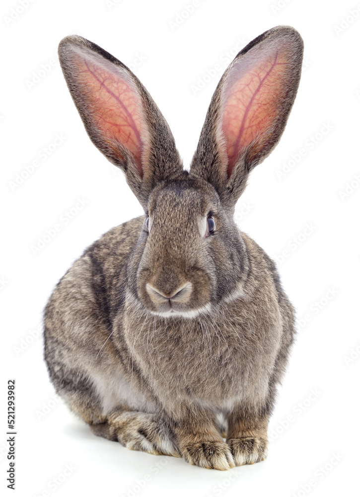 Naklejka premium One grey rabbit.