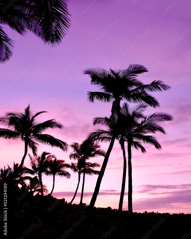 Kona Coast and Palm Trees with Dramatic Sunset on the Big Island in Hawaii