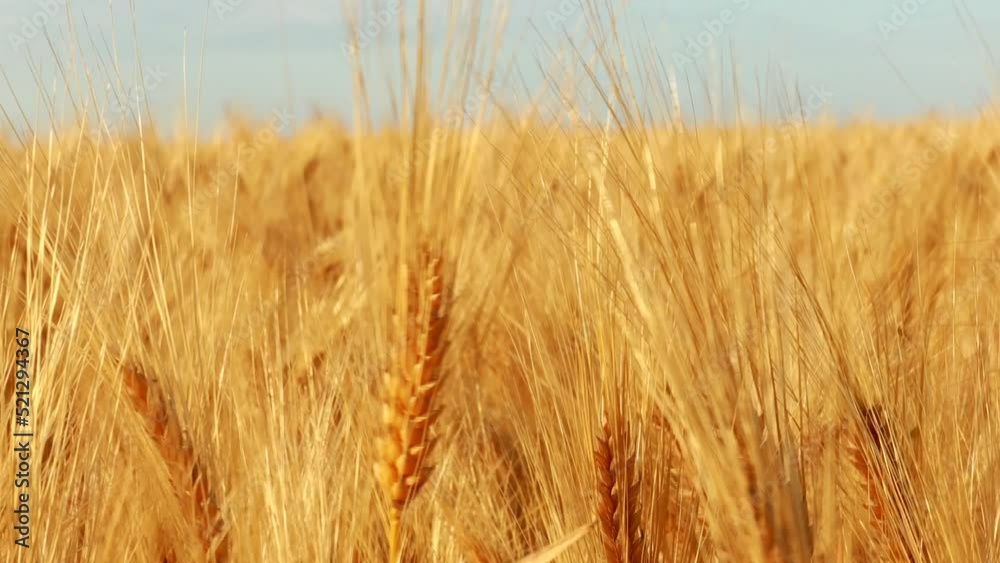 Yellow agriculture field with ripe wheat golden sunset. Yellow agriculture field with ripe wheat golden sunset.
