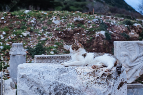 Cat sitting on the ruins of the Ancient Greek City Ephesus