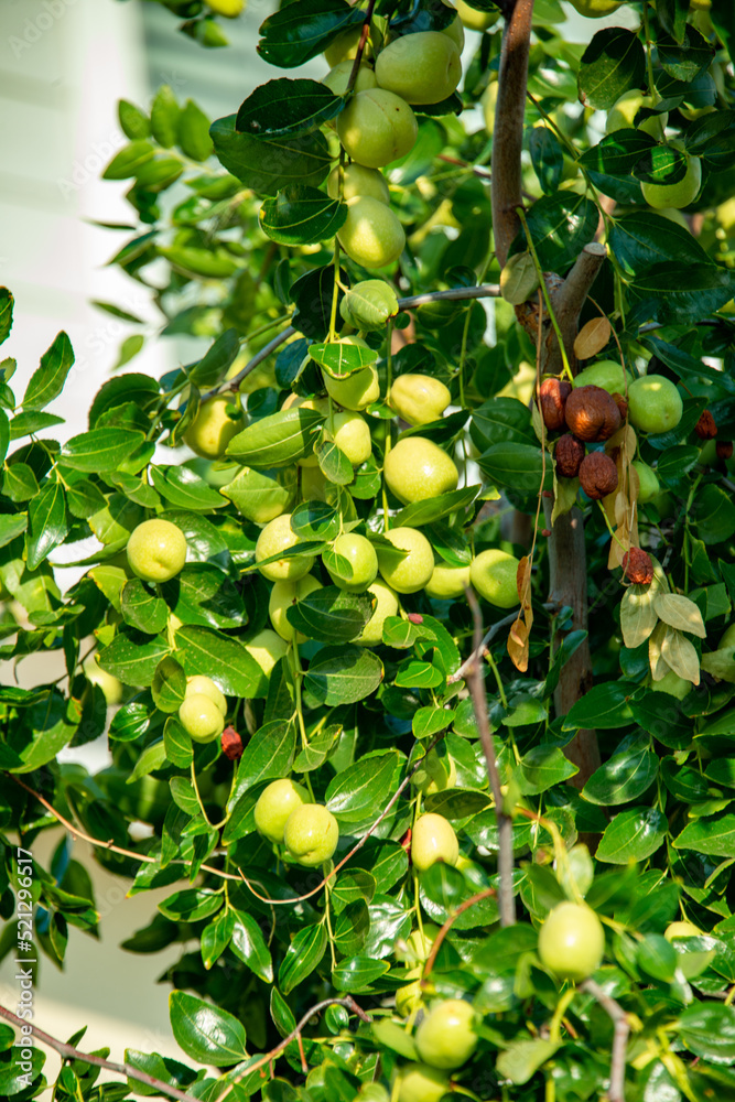 Jujube Tree