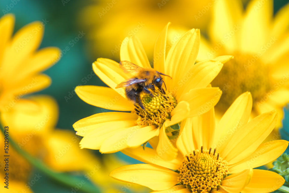 Honey Bee collecting pollen on yellow rape flower against blue sky. Bee on a yellow flower. Bee close up Honey Bee collecting pollen on yellow rape flower against blue sky. Bee on a yellow flower. Bee close up
