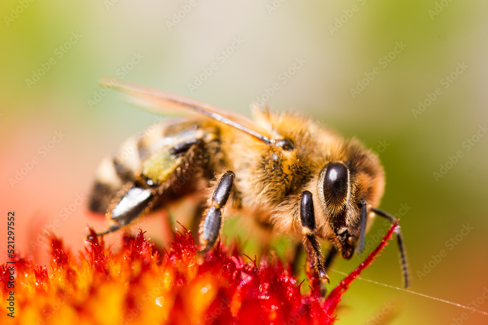 Closeup of Honey bee collecting pollen from red flower. Polination concept. Closeup of Honey bee collecting pollen from red flower. Polination concept.