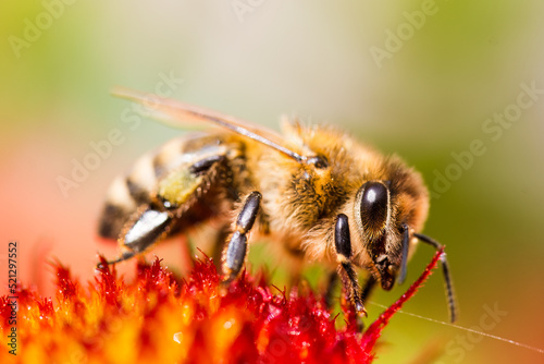 Closeup of Honey bee collecting pollen from red flower. Polination concept.