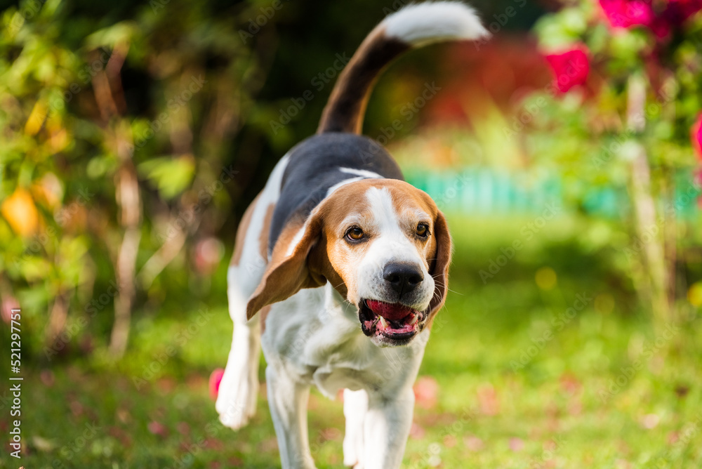 Purebred male Beagle dog outdoors running through garden with apple in mouth