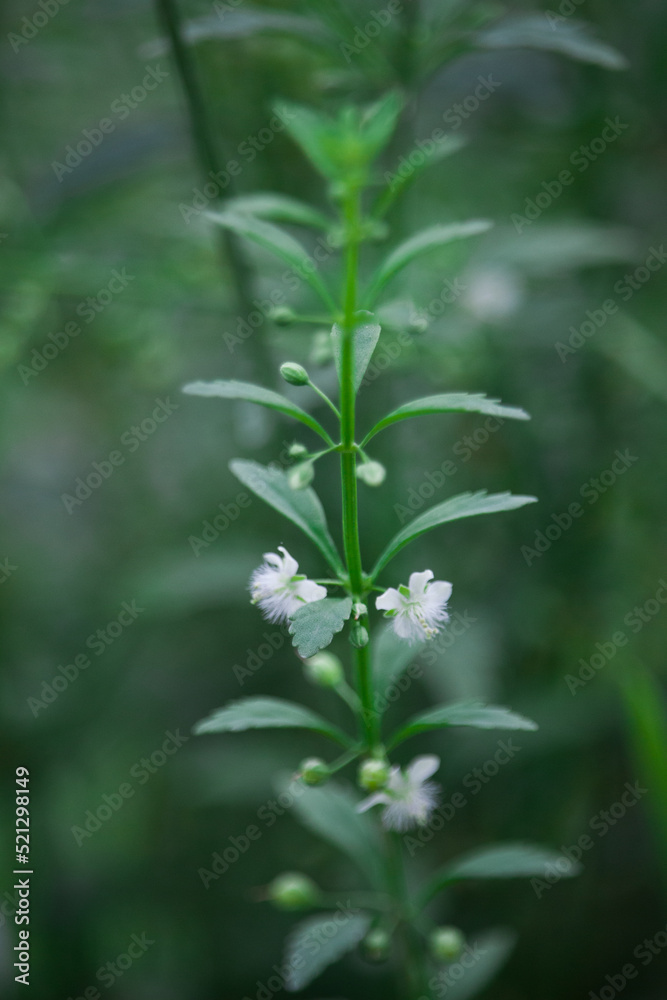 close up of marijuana plant