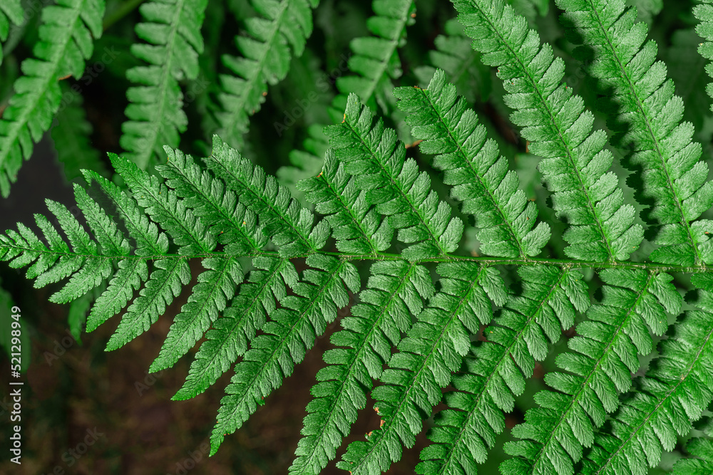 Close-up of fern branch, natural fern leaf macro, Polypodiophyta natural leaf form, natural background