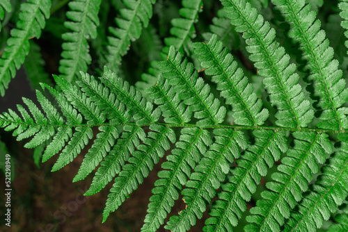 Close-up of fern branch  natural fern leaf macro  Polypodiophyta natural leaf form  natural background