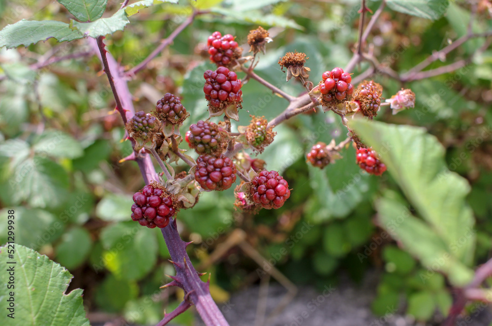 wild blackberries in the process of getting mature wild blackberries in the process of getting mature