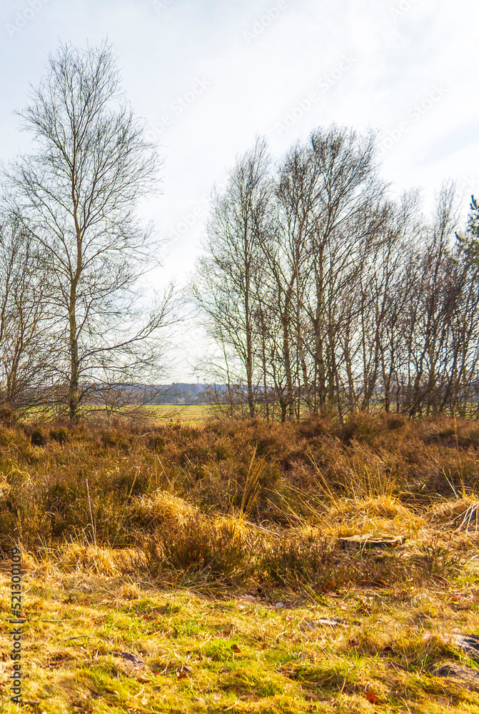 Beautiful natural forest moor and winter landscape panorama Germany. Beautiful natural forest moor and winter landscape panorama Germany.