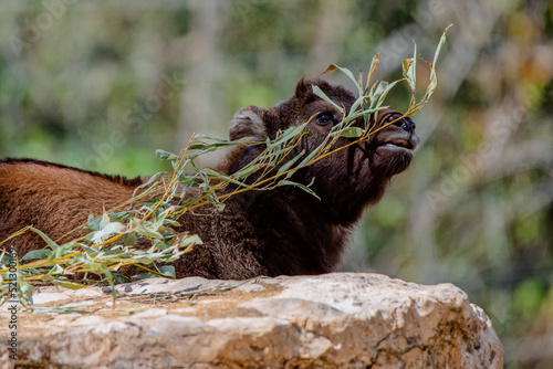 Cute portrait of a young mishmi takin playing with a branch