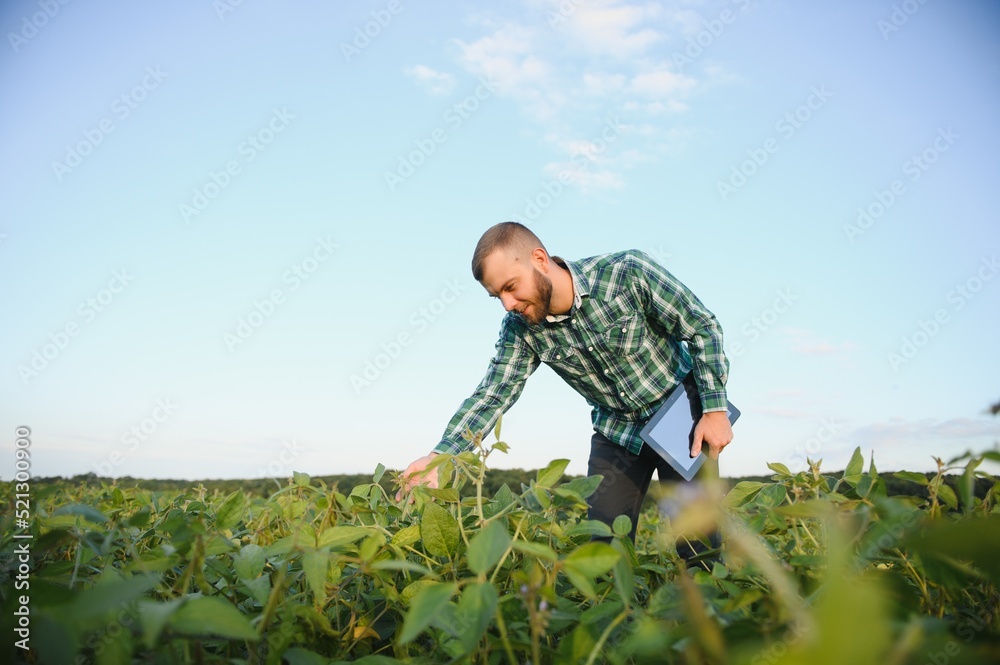 A farmer agronomist inspects green soybeans growing in a field. Agriculture