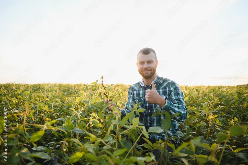 Agronomist inspecting soya bean crops growing in the farm field. Agriculture production concept. young agronomist examines soybean crop on field in summer. Farmer on soybean field Agronomist inspecting soya bean crops growing in the farm field. Agriculture production concept. young agronomist examines soybean crop on field in summer. Farmer on soybean field
