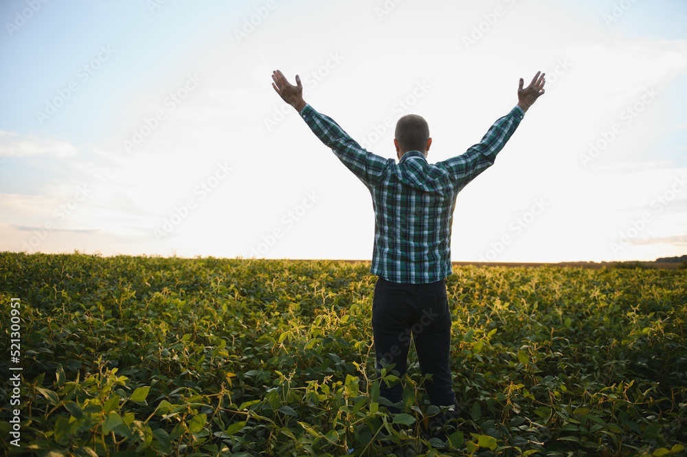 Agronomist inspects soybean crop in agricultural field - Agro concept - farmer in soybean plantation on farm Agronomist inspects soybean crop in agricultural field - Agro concept - farmer in soybean plantation on farm