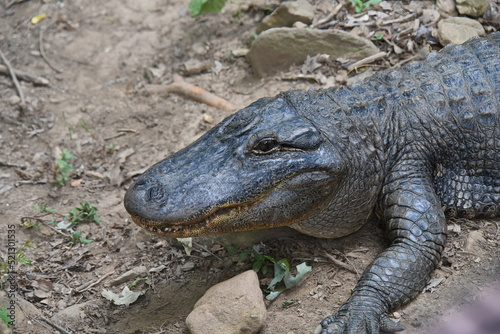 portrait of an American Alligator  Alligator mississippiensis