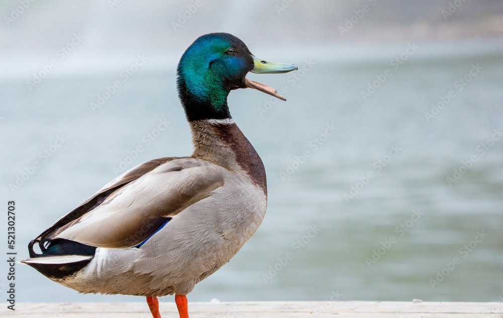 Male Mallard duck standing on a dock quacking Male Mallard duck standing on a dock quacking