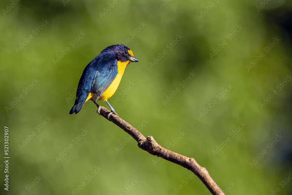 A tropical bird Violaceous euphonia as know as gaturamo perching in a branch tree.  Green background, Species Euphonia violacea. Birdwatching. Animal world. Yellow bird.