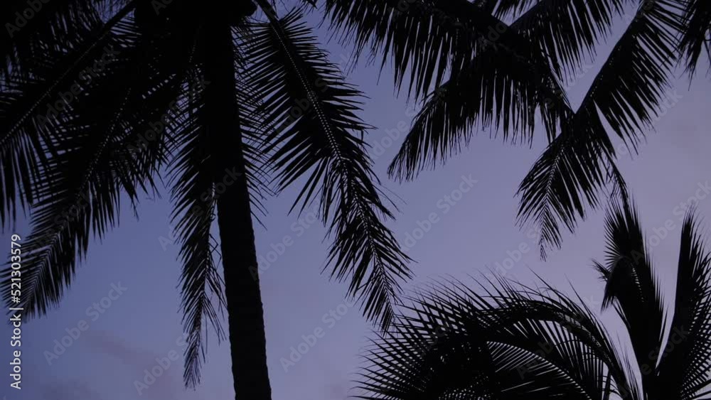 palm leaves against the background of the night sky