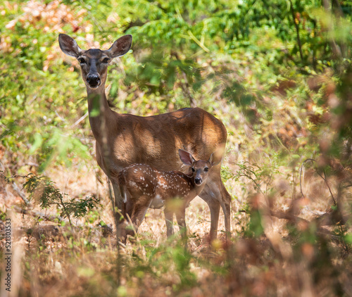 White tailed deer  fawn and mother  hiding in the woods on a hot summer day in Texas