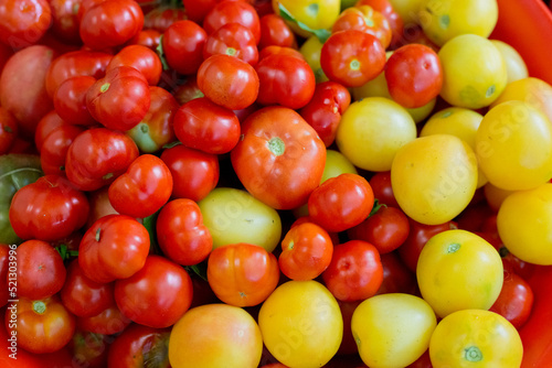 girl 6-8 years old picks tomatoes in the garden. Large green plants in the garden. Growing vegetables with your own hands. Help with harvesting. Conscious consumption and sustainable development.