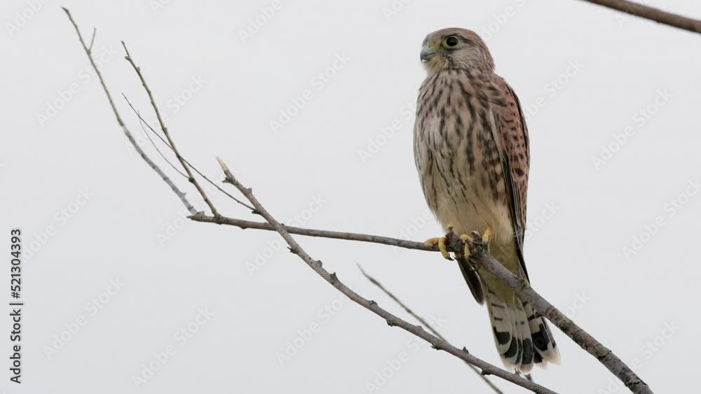 Common Kestrel, Falco tinnunculus, little bird of prey. Close up Common Kestrel, Falco tinnunculus, little bird of prey. Close up