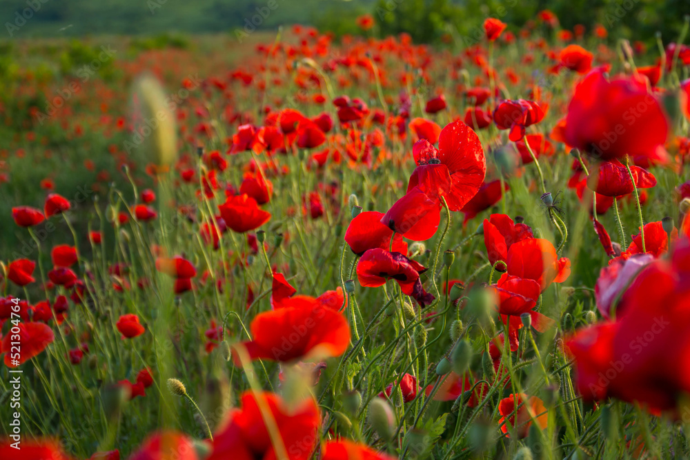 poppy field