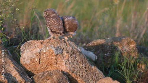 Beautiful little owl in the wild. Athene noctua. A young owls chicks. photo