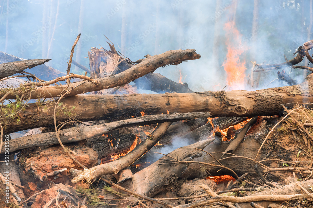 The forest is uprooted and burned during the development of land for construction, as well an environmental problem The forest is uprooted and burned during the development of land for construction, as well an environmental problem