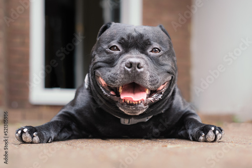Staffordshire Bull Terrier dog lying on the ground looking at the camera. He is happy and relaxed with a smile on his face. An open back door is behind him.