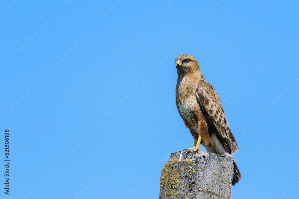 Common buzzard buteo buteo, in the wild Common buzzard buteo buteo, in the wild
