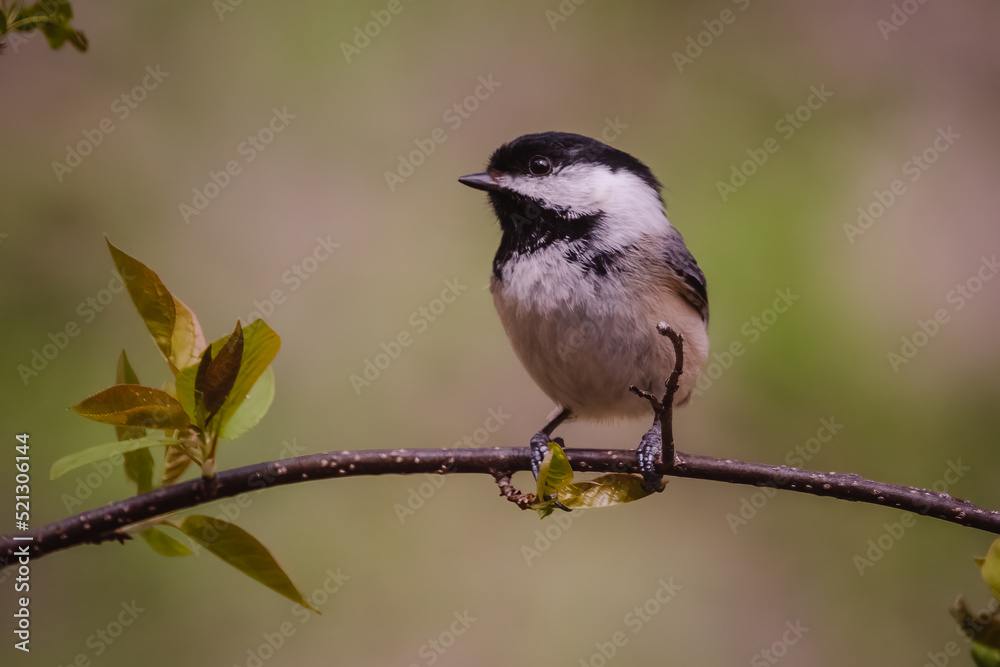 Naklejka premium Black-capped Chickadee Close-Up