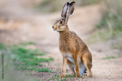 Wild European hare Lepus Europaeus sits on a country road