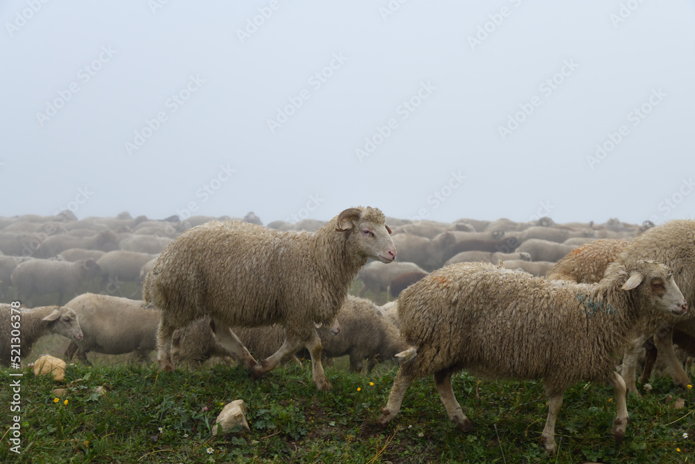White sheep herd graze in Dagestan. Russia White sheep herd graze in Dagestan. Russia