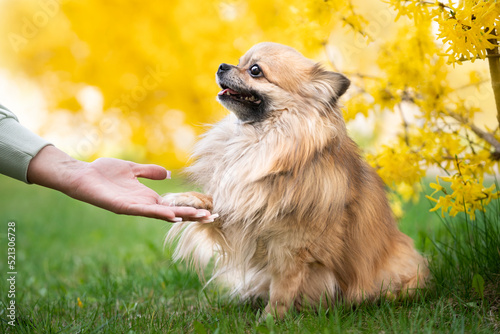 Piesek rasy pomeranian podaje łapkę